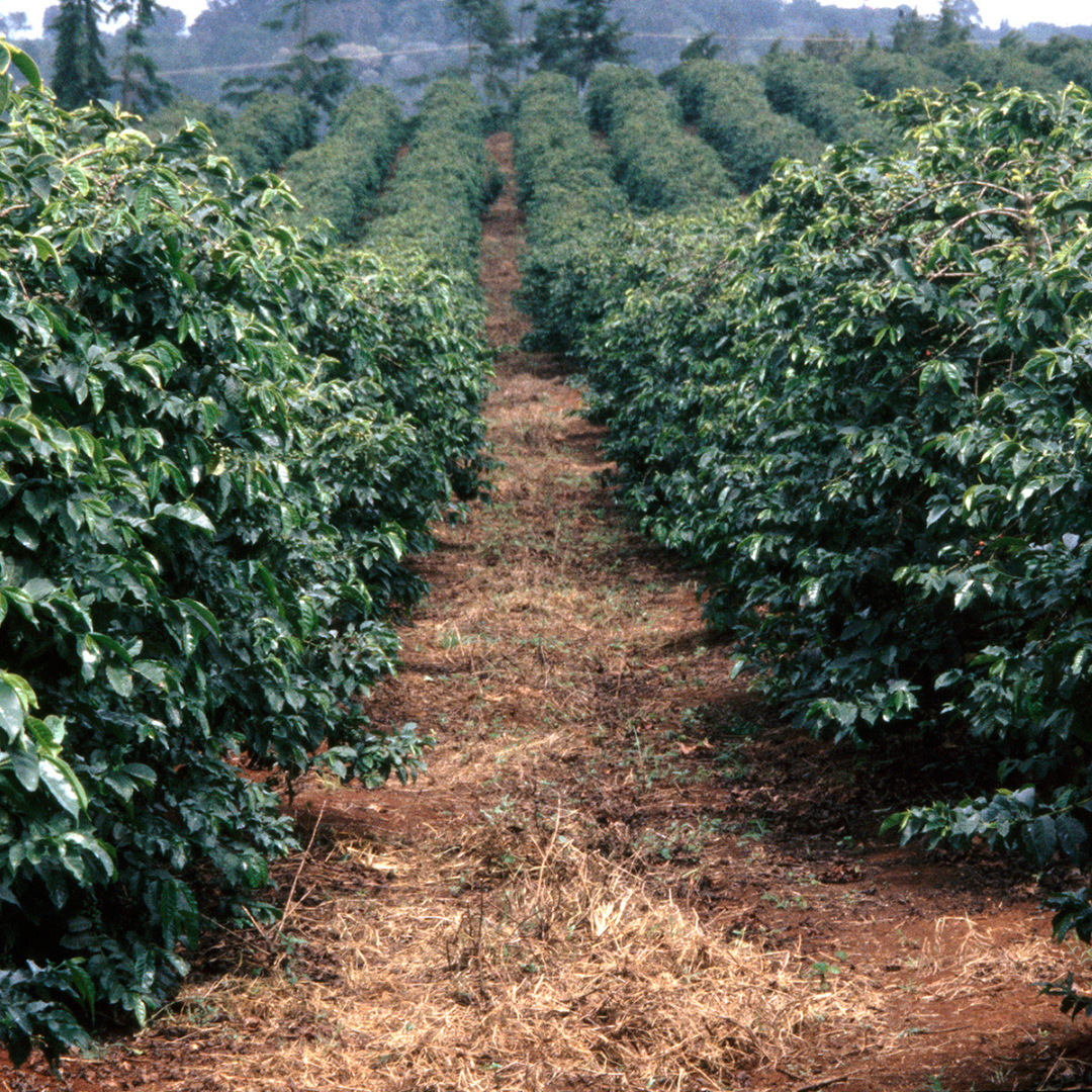 Discovering the Richness of Kenyan Coffee