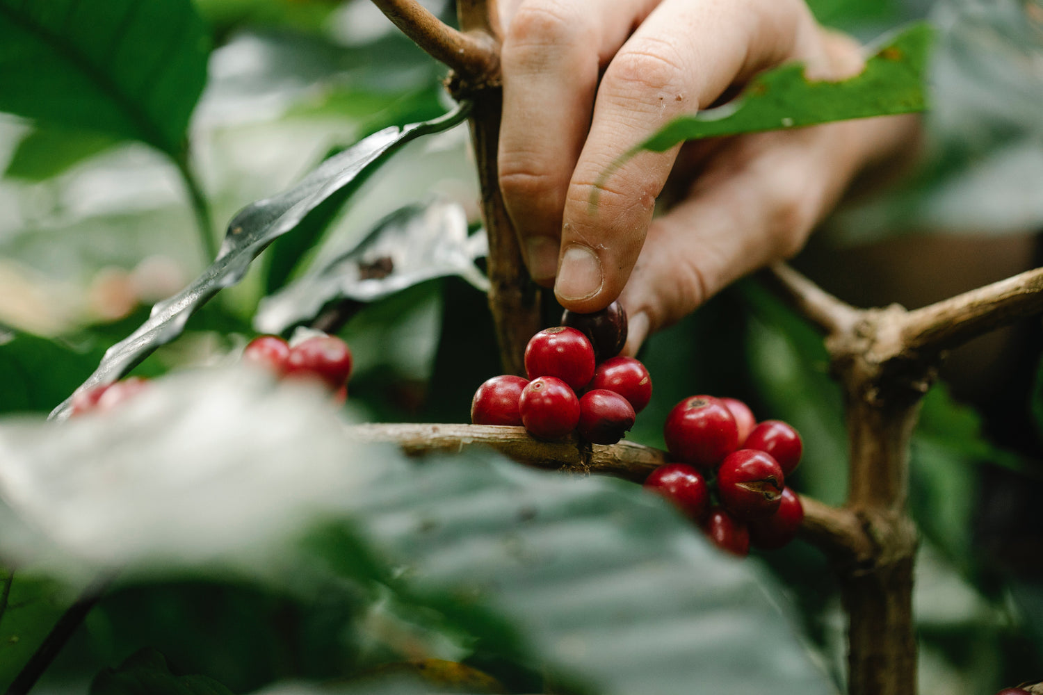 Coffee Selection